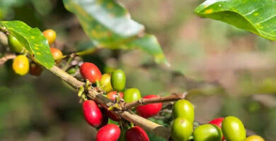 Aroma - Café de Chiapas