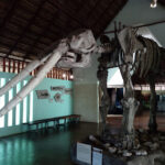 Museo de la Naturaleza y Arqueología de Calakmul